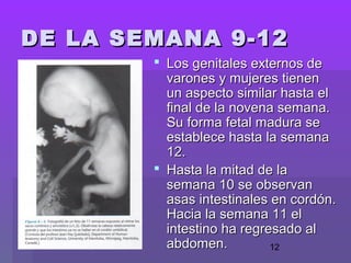 12
 Los genitales externos deLos genitales externos de
varones y mujeres tienenvarones y mujeres tienen
un aspecto similar hasta elun aspecto similar hasta el
final de la novena semana.final de la novena semana.
Su forma fetal madura seSu forma fetal madura se
establece hasta la semanaestablece hasta la semana
12.12.
 Hasta la mitad de laHasta la mitad de la
semana 10 se observansemana 10 se observan
asas intestinales en cordón.asas intestinales en cordón.
Hacia la semana 11 elHacia la semana 11 el
intestino ha regresado alintestino ha regresado al
abdomen.abdomen.
DE LA SEMANA 9-12DE LA SEMANA 9-12
 