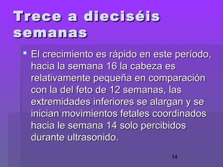 14
Trece a dieciséisTrece a dieciséis
semanassemanas
 El crecimiento es rápido en este período,El crecimiento es rápido en este período,
hacia la semana 16 la cabeza eshacia la semana 16 la cabeza es
relativamente pequeña en comparaciónrelativamente pequeña en comparación
con la del feto de 12 semanas, lascon la del feto de 12 semanas, las
extremidades inferiores se alargan y seextremidades inferiores se alargan y se
inician movimientos fetales coordinadosinician movimientos fetales coordinados
hacia le semana 14 solo percibidoshacia le semana 14 solo percibidos
durante ultrasonido.durante ultrasonido.
 