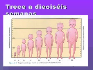 15
Trece a dieciséisTrece a dieciséis
semanassemanas
 