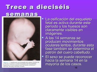 16
 La osificación del esqueletoLa osificación del esqueleto
fetal es activa durante estefetal es activa durante este
período y los huesos sonperíodo y los huesos son
claramente visibles enclaramente visibles en
imágenes.imágenes.
 A las 14 semanas seA las 14 semanas se
producen movimientosproducen movimientos
oculares lentos, durante estaoculares lentos, durante esta
fase también se determina elfase también se determina el
patrón del cuero cabelludo.patrón del cuero cabelludo.
 El sexo se puede reconocerEl sexo se puede reconocer
hacia la semana 14 en lahacia la semana 14 en la
mayoría de los casos.mayoría de los casos.
Trece a dieciséisTrece a dieciséis
semanassemanas
 