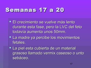 17
Semanas 17 a 20Semanas 17 a 20
 El crecimiento se vuelve más lentoEl crecimiento se vuelve más lento
durante esta fase, pero la LVC del fetodurante esta fase, pero la LVC del feto
todavía aumenta unos 50mm.todavía aumenta unos 50mm.
 La madre ya percibe los movimientosLa madre ya percibe los movimientos
fetales.fetales.
 La piel esta cubierta de un materialLa piel esta cubierta de un material
grasoso llamado vermix caseoso o untograsoso llamado vermix caseoso o unto
sebáceo.sebáceo.
 