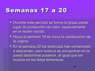 19
 Durante este período se forma la grasa parda,Durante este período se forma la grasa parda,
lugar de producción de calor, especialmentelugar de producción de calor, especialmente
en el recién nacido.en el recién nacido.
 Hacia la semana 18 se inicia la canalización deHacia la semana 18 se inicia la canalización de
la vagina.la vagina.
 En la semana 20 los testículos han comenzadoEn la semana 20 los testículos han comenzado
a descender, pero todavía se encuentran en laa descender, pero todavía se encuentran en la
pared abdominal posterior, al igual que lospared abdominal posterior, al igual que los
ovarios en los fetos femeninos.ovarios en los fetos femeninos.
Semanas 17 a 20Semanas 17 a 20
 