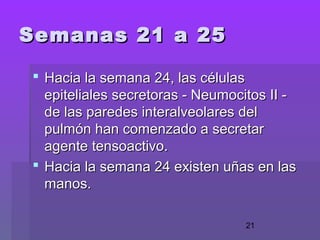21
Semanas 21 a 25Semanas 21 a 25
 Hacia la semana 24, las célulasHacia la semana 24, las células
epiteliales secretoras - Neumocitos II -epiteliales secretoras - Neumocitos II -
de las paredes interalveolares delde las paredes interalveolares del
pulmón han comenzado a secretarpulmón han comenzado a secretar
agente tensoactivo.agente tensoactivo.
 Hacia la semana 24 existen uñas en lasHacia la semana 24 existen uñas en las
manos.manos.
 