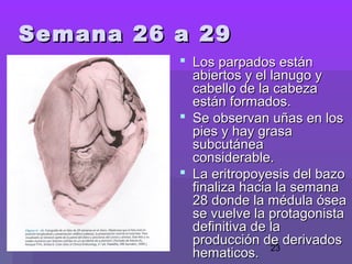 23
 Los parpados estánLos parpados están
abiertos y el lanugo yabiertos y el lanugo y
cabello de la cabezacabello de la cabeza
están formados.están formados.
 Se observan uñas en losSe observan uñas en los
pies y hay grasapies y hay grasa
subcutáneasubcutánea
considerable.considerable.
 La eritropoyesis del bazoLa eritropoyesis del bazo
finaliza hacia la semanafinaliza hacia la semana
28 donde la médula ósea28 donde la médula ósea
se vuelve la protagonistase vuelve la protagonista
definitiva de ladefinitiva de la
producción de derivadosproducción de derivados
hematicos.hematicos.
Semana 26 a 29Semana 26 a 29
 