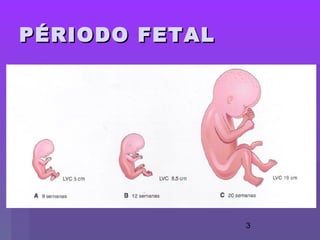 3
PÉRIODO FETALPÉRIODO FETAL
 