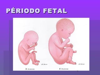 4
PÉRIODO FETALPÉRIODO FETAL
 