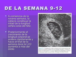 7
DE LA SEMANA 9-12DE LA SEMANA 9-12
 A comienzos de laA comienzos de la
novena semana, lanovena semana, la
cabeza constituye lacabeza constituye la
mitad de la longitudmitad de la longitud
vértex-coxis del feto.vértex-coxis del feto.
 Posteriormente elPosteriormente el
crecimiento de lacrecimiento de la
longitud corporal selongitud corporal se
acelera rápidamente yacelera rápidamente y
hacia el final de lahacia el final de la
semana doce la LVCsemana doce la LVC
aumenta a más delaumenta a más del
doble.doble.
 