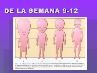 8
DE LA SEMANA 9-12DE LA SEMANA 9-12
 