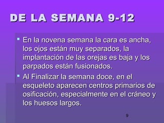 9
 En la novena semana la cara es ancha,En la novena semana la cara es ancha,
los ojos están muy separados, lalos ojos están muy separados, la
implantación de las orejas es baja y losimplantación de las orejas es baja y los
parpados están fusionados.parpados están fusionados.
 Al Finalizar la semana doce, en elAl Finalizar la semana doce, en el
esqueleto aparecen centros primarios deesqueleto aparecen centros primarios de
osificación, especialmente en el cráneo yosificación, especialmente en el cráneo y
los huesos largos.los huesos largos.
DE LA SEMANA 9-12DE LA SEMANA 9-12
 