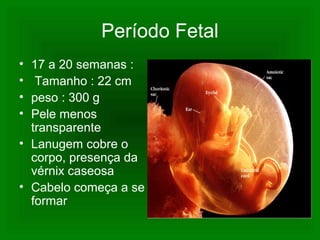 Período Fetal
• 17 a 20 semanas :
• Tamanho : 22 cm
• peso : 300 g
• Pele menos
transparente
• Lanugem cobre o
corpo, presença da
vérnix caseosa
• Cabelo começa a se
formar
 