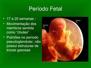 Período Fetal
• 17 a 20 semanas :
• Movimentação dos
membros sentida
como “chutes”
• Pulmões no período
pseudoglandular, não
possui estruturas de
trocas gasosas
 
