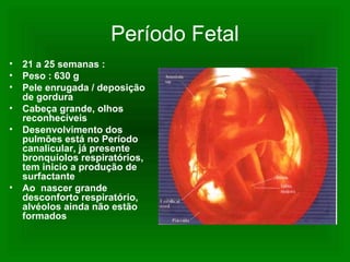 Período Fetal
• 21 a 25 semanas :
• Peso : 630 g
• Pele enrugada / deposição
de gordura
• Cabeça grande, olhos
reconhecíveis
• Desenvolvimento dos
pulmões está no Período
canalicular, já presente
bronquíolos respiratórios,
tem inicio a produção de
surfactante
• Ao nascer grande
desconforto respiratório,
alvéolos ainda não estão
formados
 