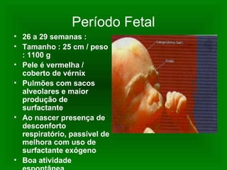 Período Fetal
• 26 a 29 semanas :
• Tamanho : 25 cm / peso
: 1100 g
• Pele é vermelha /
coberto de vérnix
• Pulmões com sacos
alveolares e maior
produção de
surfactante
• Ao nascer presença de
desconforto
respiratório, passível de
melhora com uso de
surfactante exógeno
• Boa atividade
 