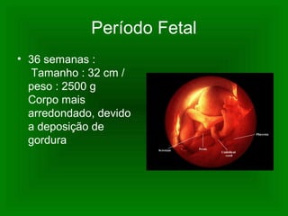 Período Fetal
• 36 semanas :
Tamanho : 32 cm /
peso : 2500 g
Corpo mais
arredondado, devido
a deposição de
gordura
 