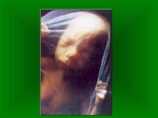 Período fetal