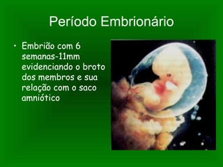 Período Embrionário
• Embrião com 6
semanas-11mm
evidenciando o broto
dos membros e sua
relação com o saco
amniótico
 