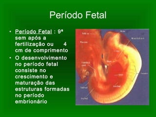 Período fetal | PPT