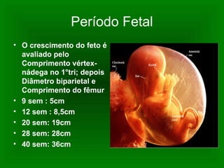Período Fetal
• O crescimento do feto é
avaliado pelo
Comprimento vértex-
nádega no 1°tri; depois
Diâmetro biparietal e
Comprimento do fêmur
• 9 sem : 5cm
• 12 sem : 8,5cm
• 20 sem: 19cm
• 28 sem: 28cm
• 40 sem: 36cm
 