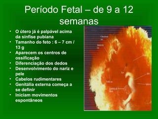 Período Fetal – de 9 a 12
semanas
• O útero já é palpável acima
da sínfise pubiana
• Tamanho do feto : 6 – 7 cm /
13 g
• Aparecem os centros de
ossificação
• Diferenciação dos dedos
• Desenvolvimento do nariz e
pele
• Cabelos rudimentares
• Genitália externa começa a
se definir
• Iniciam movimentos
espontâneos
 