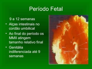 Período Fetal
9 a 12 semanas
• Alças intestinais no
cordão umbilical
• Ao final do período os
MMII atingem
tamanho relativo final
• Genitália
indiferenciada até 9
semanas
 