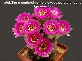 Mobiliza o conhecimento elevado para atenuar a ignorância. 