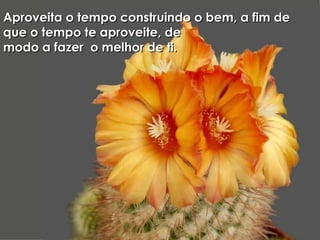 Aproveita o tempo construindo o bem, a fim de que o tempo te aproveite, de  modo a fazer  o melhor de ti. 