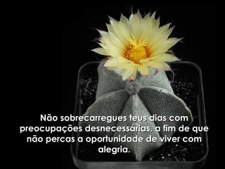 Não sobrecarregues teus dias comNão sobrecarregues teus dias com
preocupações desnecessárias, a fim de quepreocupações desnecessárias, a fim de que
não percas a oportunidade de viver comnão percas a oportunidade de viver com
alegria.alegria.
 