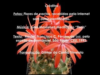 Créditos
Fotos: Flores de cactos, recebidas pela Internet
sem autor identificado.
Música: Jules Massenet, Meditação “Thais”
Texto: Xavier, Francisco C. Pérolas de Luz, pelo
espírito de Emmanuel. São Paulo: CEU, 1992.
Formatação: Gilmar da Cunha Trivelato
 