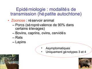 Epidémiologie : modalités de transmission (hépatite autochtone) Zoonose  : réservoir animal Porcs (séroprévalence de 90% dans certains élevages) Bovins, caprins, ovins, cervidés Rats Lapins Asymptomatiques Uniquement génotypes 3 et 4 
