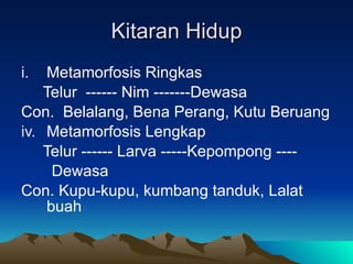 Kitaran Hidup Metamorfosis Ringkas Telur  ------ Nim -------Dewasa Con.  Belalang, Bena Perang, Kutu Beruang Metamorfosis Lengkap Telur ------ Larva -----Kepompong ---- Dewasa Con. Kupu-kupu, kumbang tanduk, Lalat buah  