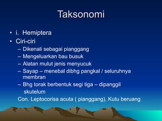 Taksonomi i.  Hemiptera Ciri-ciri  Dikenali sebagai pianggang Mengeluarkan bau busuk Alatan mulut jenis menyucuk Sayap – menebal dibhg pangkal / seluruhnya membran Bhg torak berbentuk segi tiga – dipanggil  skutelum Con. Leptocorisa acuta ( pianggang), Kutu beruang 
