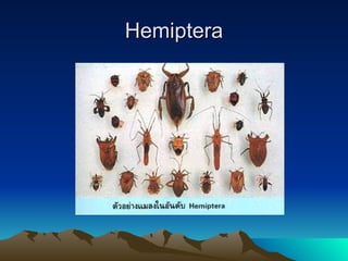 Hemiptera 