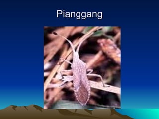 Pianggang 