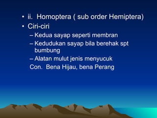 ii.  Homoptera ( sub order Hemiptera) Ciri-ciri Kedua sayap seperti membran Kedudukan sayap bila berehak spt bumbung Alatan mulut jenis menyucuk Con.  Bena Hijau, bena Perang 