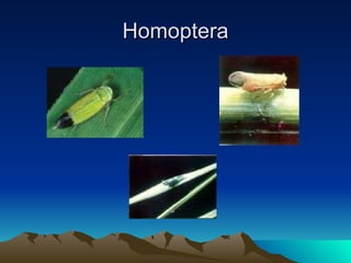 Homoptera 