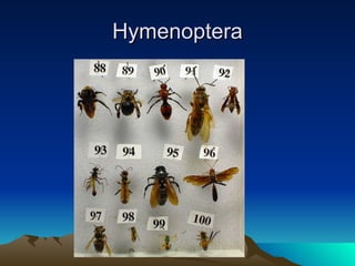 Hymenoptera 
