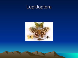 Lepidoptera 