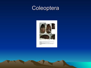 Coleoptera 