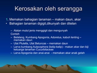 Kerosakan oleh serangga 1 . Memakan bahagian tanaman – makan daun, akar  Bahagian tanaman digigit,dikunyah dan ditelan Alatan mulut jenis menggigit dan mengunyah Contoh Belalang, Kumbang Apogonia, Adoretus, kabuh lenting – memakan daun Ulat Plutella, Ulat Beluncas – memakan daun Larva kumbang Aulacophora (kelip-kelip) - makan akar dan biji keluarga tanaman Cucurbitaceae Larva Apogonia dan anai-anai  - memakan akar anak getah 