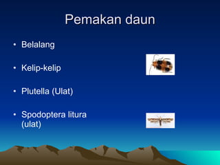 Pemakan daun Belalang Kelip-kelip Plutella (Ulat) Spodoptera litura (ulat) 