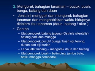 2.  Mengorek bahagian tanaman – pucuk, buah, bunga, batang dan daun Jenis ini menggali dan mengorek bahagian tanaman dan menghabiskan waktu hidupnya didalam tisu tanaman (daun, batang / akar ) Contoh Ulat pengorek batang jagung (Ostrinia silentalis) batang padi dan mangga Ulat pengorek pucuk/ bunga/ buah spt terong, durian dan biji durian Larva lalat kacang – mengorek daun dan batang  Ulat pengorek buah – belimbing, jambu batu, betik, mangga cempedak. 