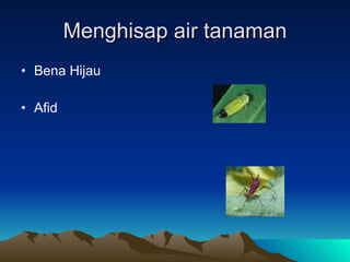 Menghisap air tanaman Bena Hijau Afid 