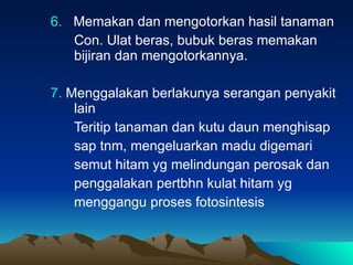 6.   Memakan dan mengotorkan hasil tanaman Con. Ulat beras, bubuk beras memakan bijiran dan mengotorkannya. 7.  Menggalakan berlakunya serangan penyakit lain Teritip tanaman dan kutu daun menghisap  sap tnm, mengeluarkan madu digemari  semut hitam yg melindungan perosak dan  penggalakan pertbhn kulat hitam yg  menggangu proses fotosintesis 