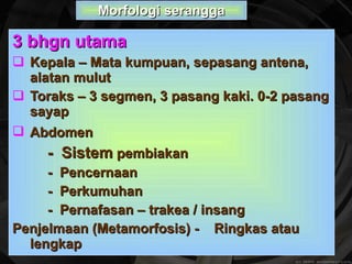 3 bhgn utama Kepala – Mata kumpuan, sepasang antena, alatan mulut Toraks – 3 segmen, 3 pasang kaki. 0-2 pasang sayap Abdomen   -  Sistem  pembiakan -  Pencernaan -  Perkumuhan  -  Pernafasan – trakea / insang Penjelmaan (Metamorfosis) -  Ringkas atau lengkap Morfologi serangga 
