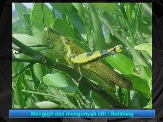 Mengigit dan mengunyah cth : Belalang 