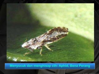 Menyucuk dan menghisap cth: Aphid, Bena Perang 