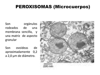 Son orgánulos
rodeados de una
membrana sencilla, y
una matriz de aspecto
granular
Son ovoideas de
aproximadamente 0,2
a 2,0 µm de diámetro.
PEROXISOMAS (Microcuerpos)
 