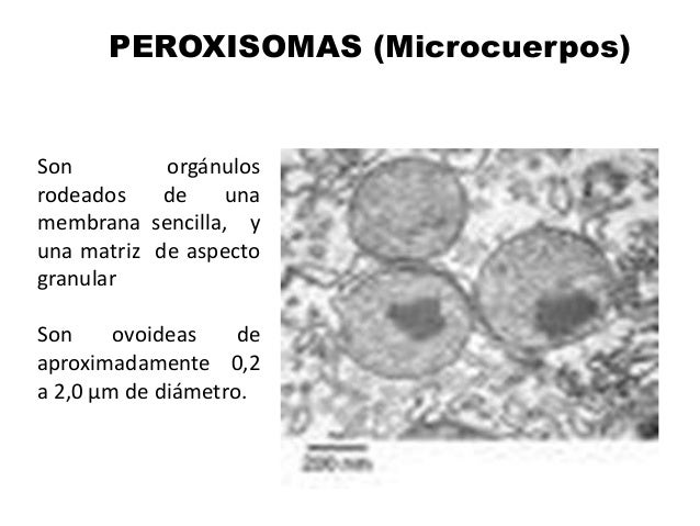PEROXISOMAS Y GLIOXISOMAS EBOOK DOWNLOAD PEROXISOMAS Y GLIOXISOMAS EBOOK DOWNLOAD