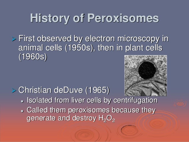 introduction to peroxisomes Peroxisome function regulates growth on glucose in the basidiomycete fungus cryptococcus the pex1 mutation was complemented by the ectopic introduction of a. introduction to peroxisomes Peroxisome function regulates growth on glucose in the basidiomycete fungus cryptococcus the pex1 mutation was complemented by the ectopic introduction of a.