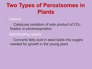 Two Types of Peroxisomes in
Plants
Leaves
Catalyzes oxidation of side product of CO2
fixation in photorespiration
Germinating seeds
Converts fatty acid in seed lipids into sugars
needed for growth in the young plant
 